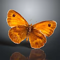 Orange Butterfly Displaying Detailed Spotted Wings On Dark Background With Reflection 3d model