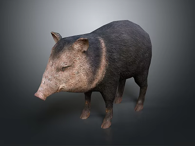 Realistic 3D Rendered Wild Boar Model With Detailed Fur And Standing Pose 3d model
