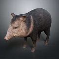 Realistic 3D Rendered Wild Boar Model With Detailed Fur And Standing Pose 3d model