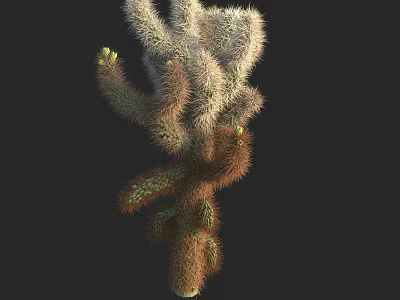 Fuzzy Branched Cactus Plant With Green Stems And Spines On Black Background 3d model