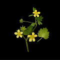 Plant with Yellow Small Flowers and Green Leaves on Black Background