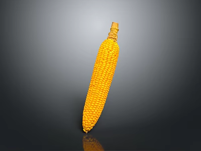 Yellow Corn Cob With Fresh Silk As Daily Life Kitchen Food Ingredient 3d model