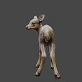 Young Fawn Standing On Dark Background With Light Gray Fur And Ears