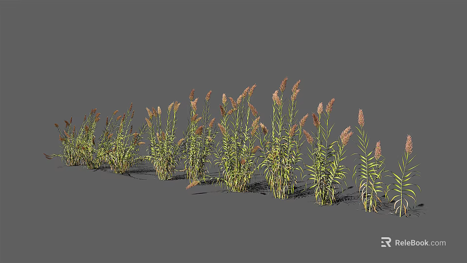 Ornamental Grasses With Green Stems And Pink Plumes For Garden Landscaping 3d model 