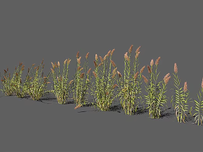 Ornamental Grasses With Green Stems And Pink Plumes For Garden Landscaping 3d model
