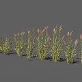 Ornamental Grasses With Green Stems And Pink Plumes For Garden Landscaping