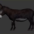 Brown Donkey Standing Against Dark Background With Natural Features
