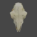 Animal Skull White Bone Structure On Black Background With Detailed Features