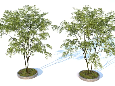 Two Arbor Trees With Lush Green Foliage In Circular Stone Planters 3d model