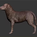 Brown Labrador Dog Standing On Gray Background With Smooth Fur