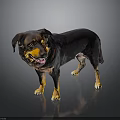 Friendly Black And Brown Dog Standing With Collar Tongue Out On Dark Background