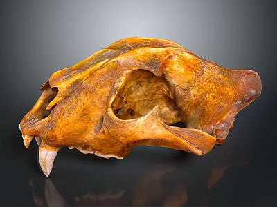 Detailed Animal Skull Fossil With Brown Texture And Canine Teeth Structure 3d model