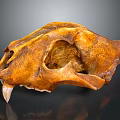Detailed Animal Skull Fossil With Brown Texture And Canine Teeth Structure
