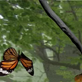 Monarch Butterfly Flying Among Green Leaves And Tree Branches With Vibrant Orange Wings