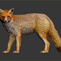 Red Fox Standing with Fluffy Fur on Dark Background Showing Reflection 3d model