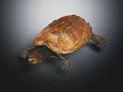 Detailed Realistic Brown Shell Turtle With Sharp Claws On Dark Background 3d model