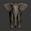 Elephant With Large Ears Long Trunk And Ivory Tusks Standing On Gray Background