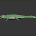 Crocodile Alligator Nile Crocodile carnivore reptile cold-blooded animal reptile 3d model