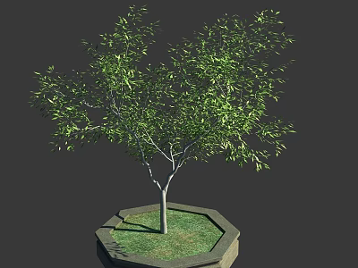 Ornamental Arbor Tree Planted in Hexagonal Stone Planter with Green Grass on Dark Background 3d model
