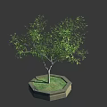 Ornamental Arbor Tree Planted in Hexagonal Stone Planter with Green Grass on Dark Background