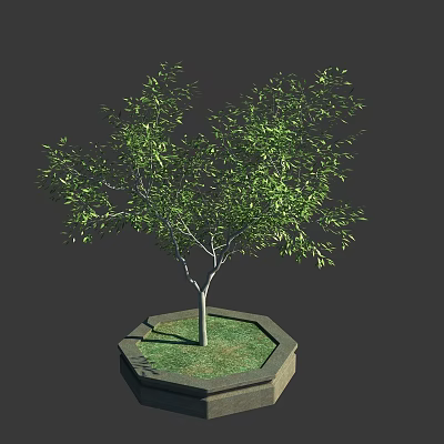 Ornamental Arbor Tree Planted in Hexagonal Stone Planter with Green Grass on Dark Background 3d model