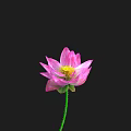 Beautiful Pink Lotus Bud With Green Stem On Black Background