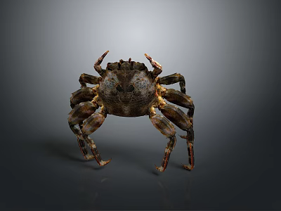 Detailed Aquatic Animal Crab With Dark Textured Shell And Extended Legs 3d model
