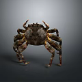 Detailed Aquatic Animal Crab With Dark Textured Shell And Extended Legs