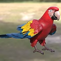 Vibrant Red Parrot With Yellow And Blue Wings Standing On Green Grass