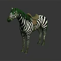 Realistic Black And White Striped Zebra Standing With Brown Saddle On Gray Background