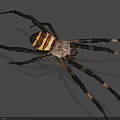 Reptile With Yellow White Striped Body And Long Slender Black White Banded Legs