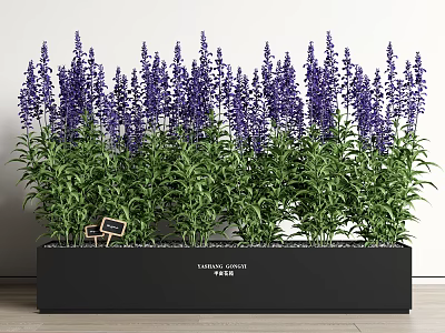 Lavender Potted Plants with Black Rectangular Pot Green Leaves Purple Flowers and Tags Neatly Arranged 3d model