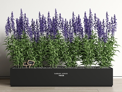 Green Plant Potted Lavender Plant Flower Box model