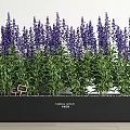 Lavender Potted Plants with Black Rectangular Pot Green Leaves Purple Flowers and Tags Neatly Arranged