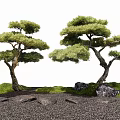 New Chinese Style Luohan Pine Black Pine Landscape Tree Arbor Stone Tingbu Moss 3d model