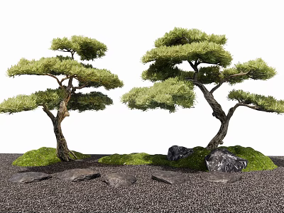Two Elegant Pine Trees In Zen Garden With Moss Covered Ground Rocks And Gravel 3d model