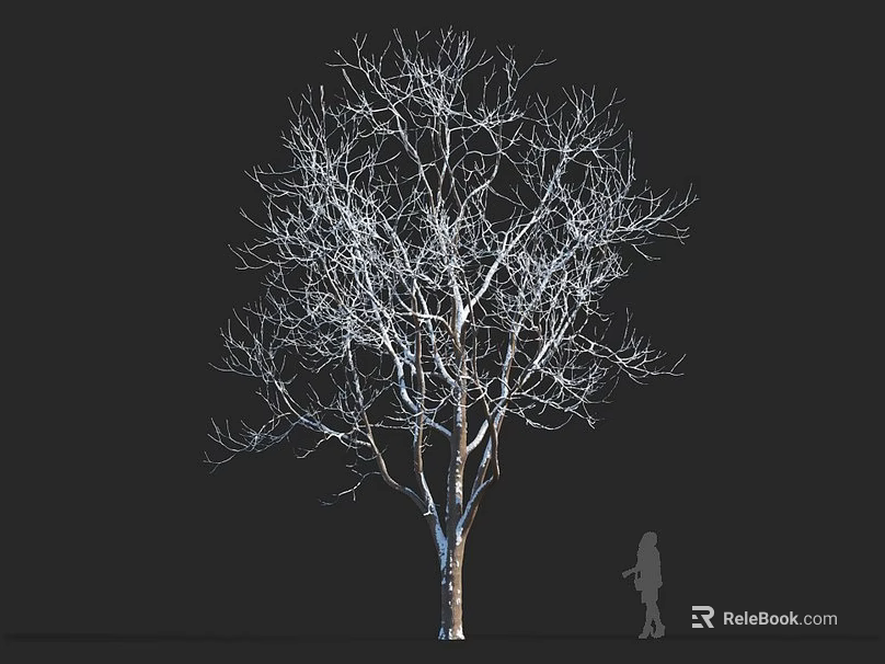 Leafless Deciduous Tree with Human Silhouette on Black Background for Size Comparison 3d model 