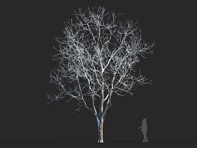 Leafless Deciduous Tree with Human Silhouette on Black Background for Size Comparison 3d model