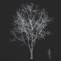 Leafless Deciduous Tree with Human Silhouette on Black Background for Size Comparison
