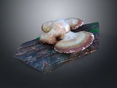 Natural Mushroom Plant Growth On Textured Wooden Log With Brown White Caps And Green Moss 3d model