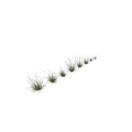 Various Ornamental Grass Plants With Green Foliage In Different Sizes