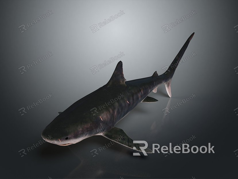 shark great white shark whale shark hammerhead shark tiger head shark man-eating shark blue shark coral red coral white coral model