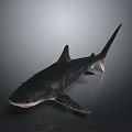 Realistic Aquatic Animal Shark With Sleek Dark Body And Sharp Fins On Shiny Surface