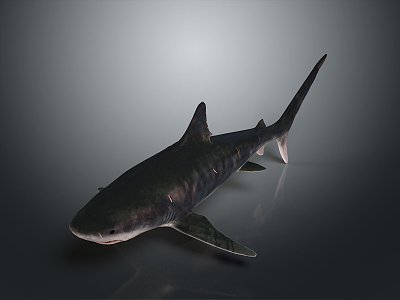 shark great white shark whale shark hammerhead shark tiger head shark man-eating shark blue shark coral red coral white coral 3d model