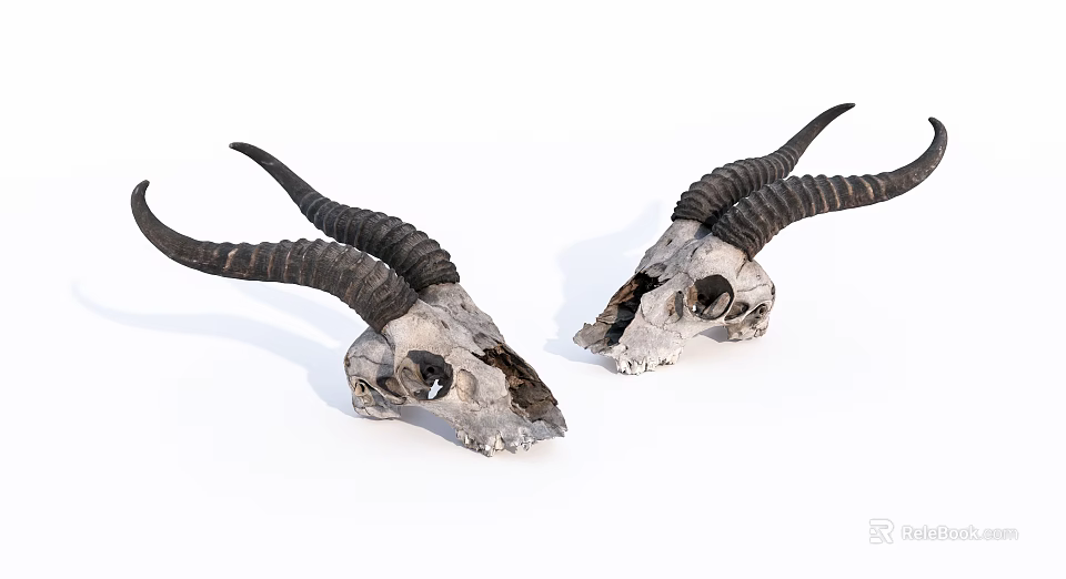 Ornamental Decor Set Featuring Long Horned Animal Skulls for Home 3d model 