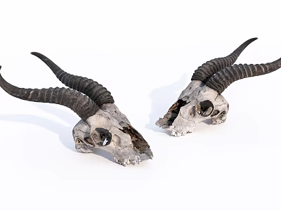 Ornamental Decor Set Featuring Long Horned Animal Skulls for Home 3d model