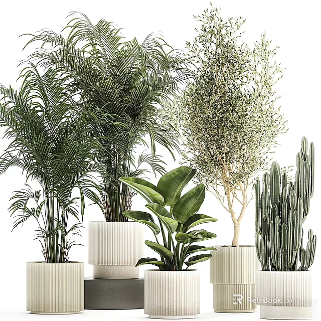 Indoor Potted Plants Including Palm Olive Tree Monstera And Cactus In White Pots 3d model 