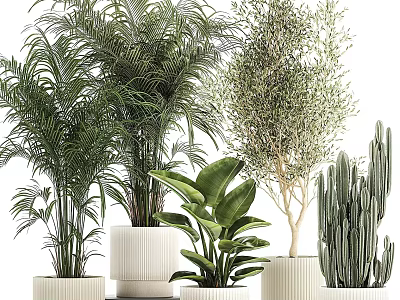Indoor Potted Plants Including Palm Olive Tree Monstera And Cactus In White Pots 3d model