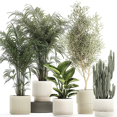 Indoor Potted Plants Including Palm Olive Tree Monstera And Cactus In White Pots 3d model