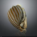 Marine Shellfish with Orange and White Striped Shell on Dark Background Surface 3d model
